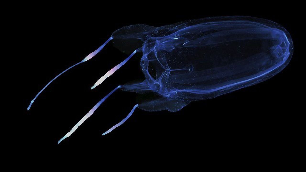 That’s Gotta Sting: Jellyfish Genome Mapped Ahead of Beach Season