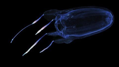 That’s Gotta Sting: Jellyfish Genome Mapped Ahead of Beach Season