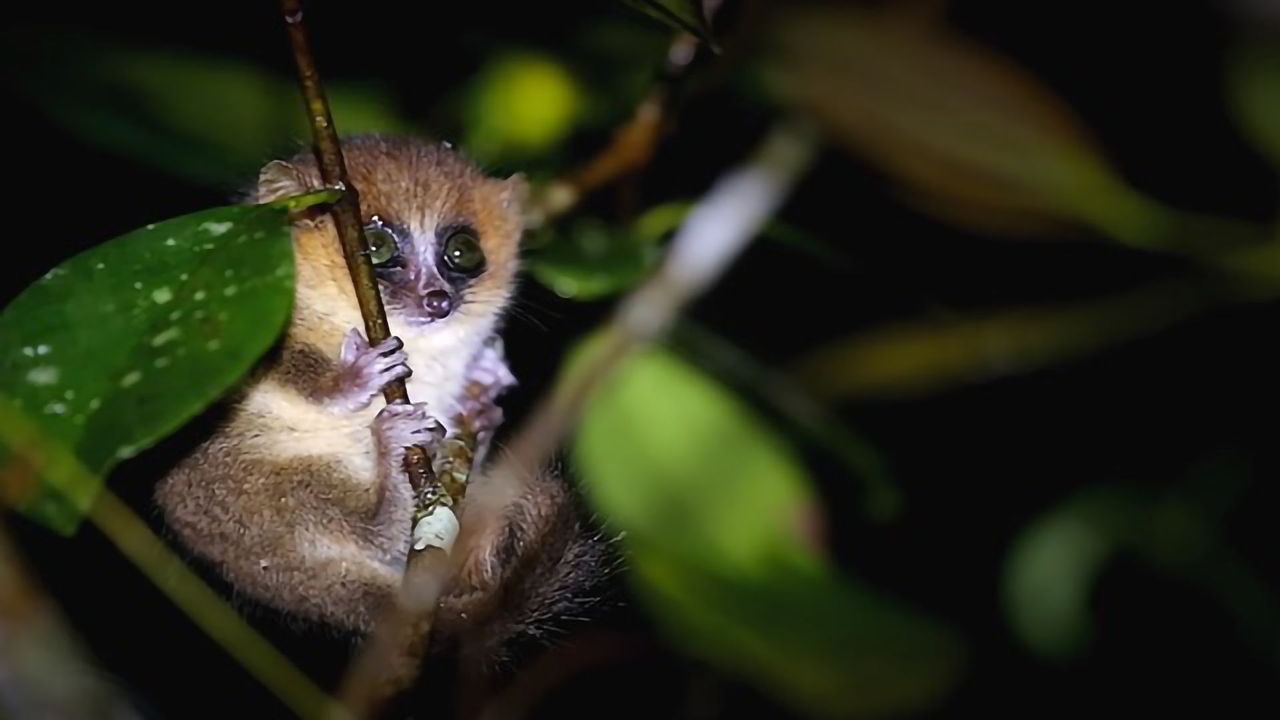 From Mice to Mouse Lemurs: A New Model Organism?