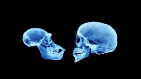 Evan Eichler: Comparative Genomics