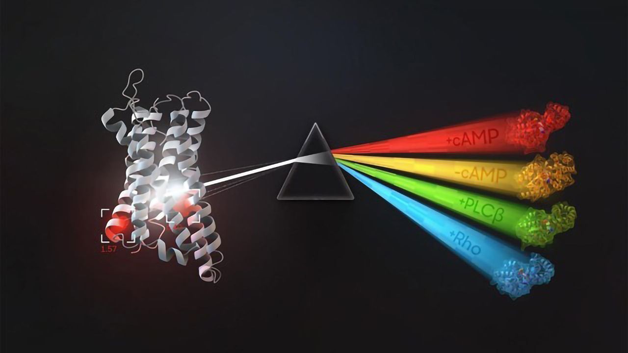 A Closer Look at the Proteins That Process Our External World