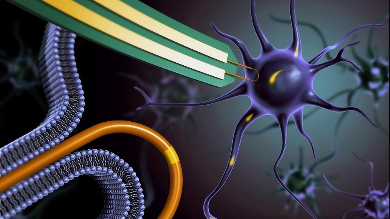 Nanowire Army Lets Researchers Record Signals From Inside Neurons