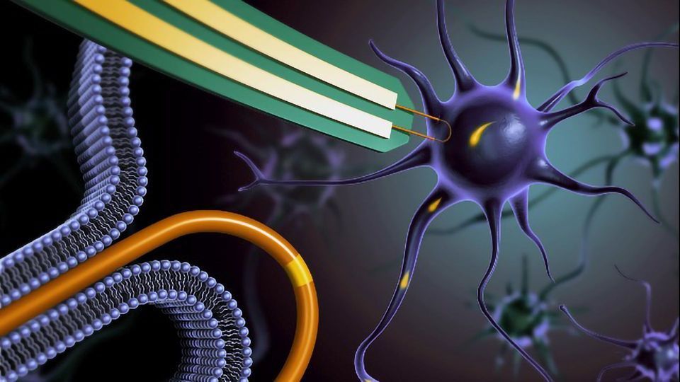 Nanowire Army Lets Researchers Record Signals From Inside Neurons content piece image