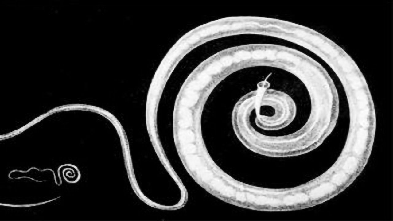 Unusual Parasite Metabolism Offers Hope for a Global Health Problem