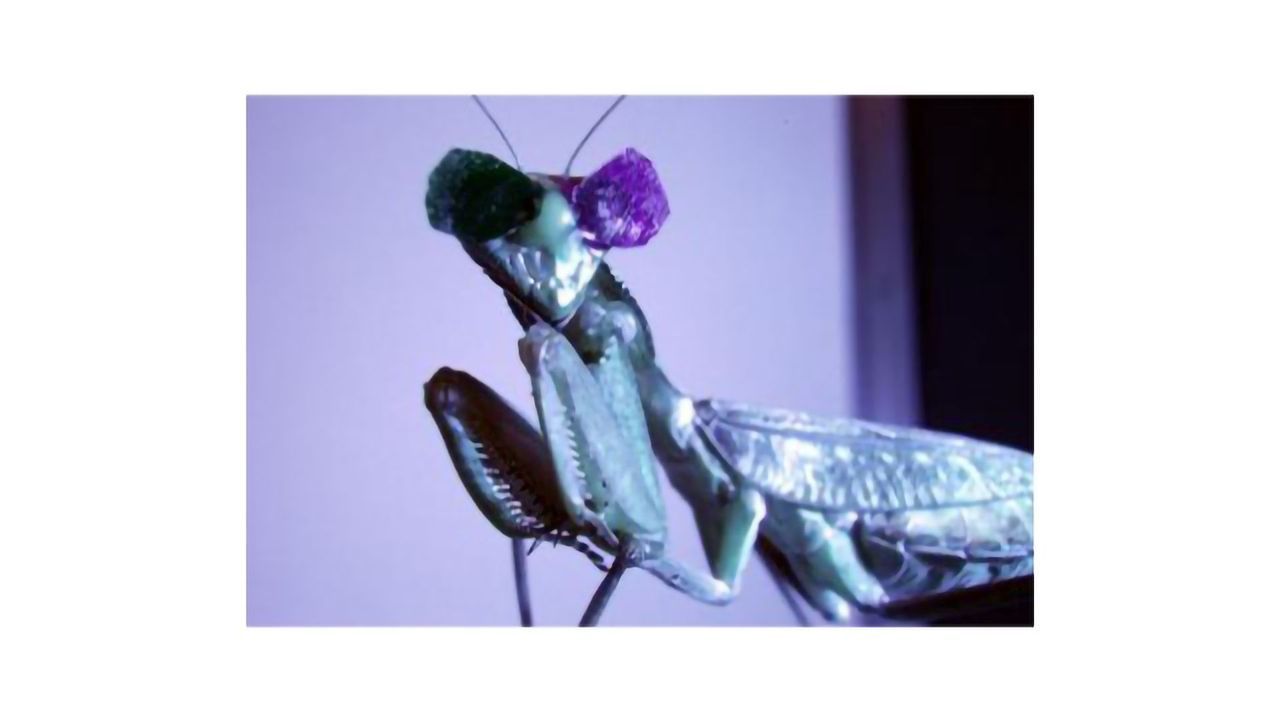 Why Is This Praying Mantis Wearing 3D Glasses?