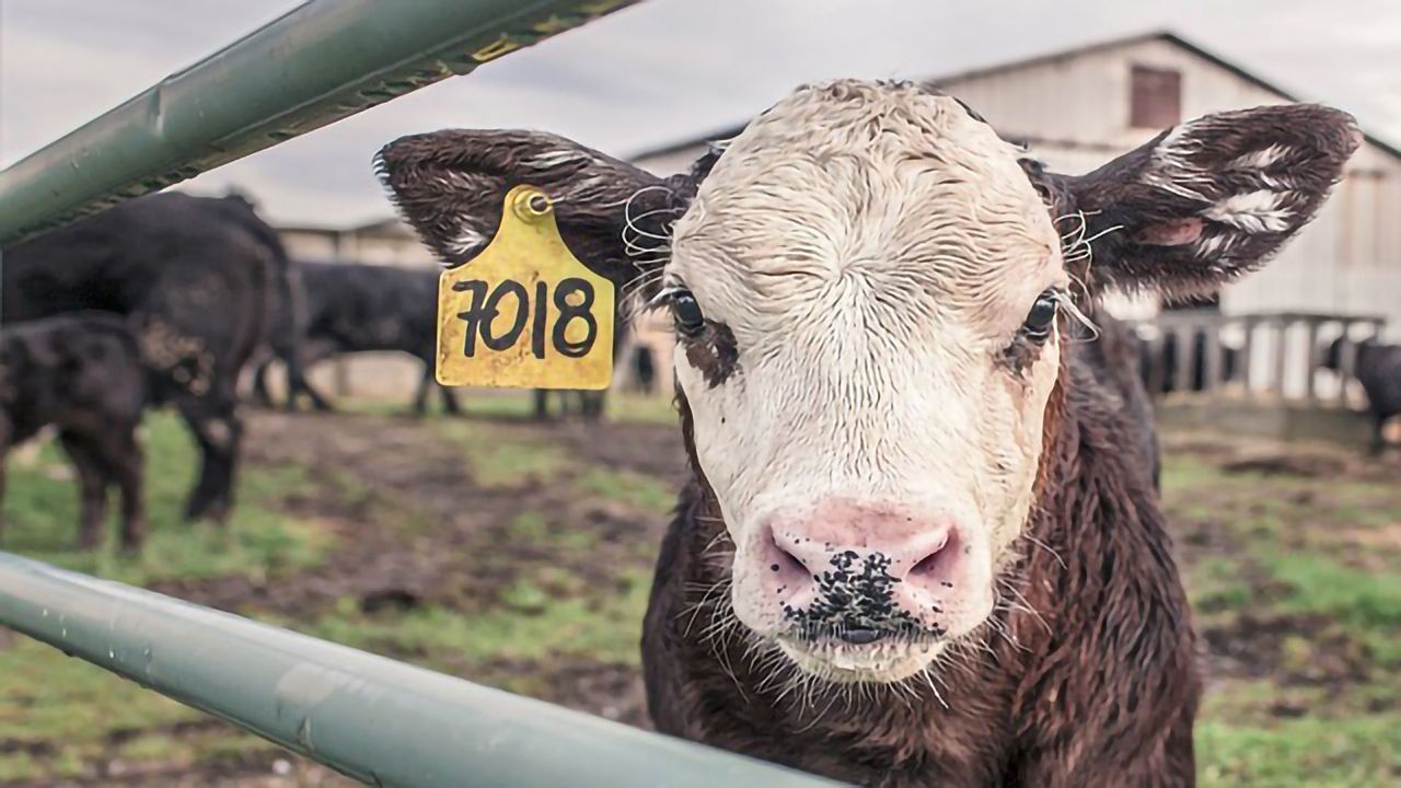 The Influence of CRISPR-Cas on Animal Breeding