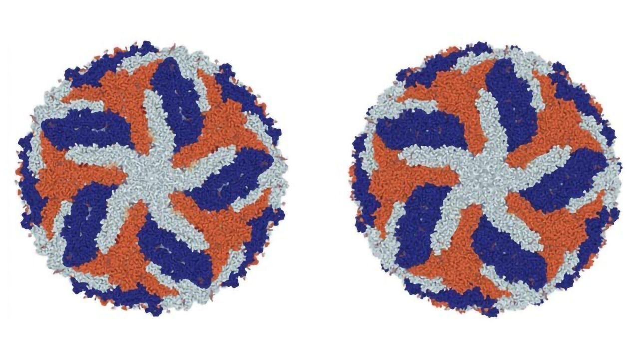 Zika vs Dengue: Minimizing Cross-reactivity in Immunoassay Development