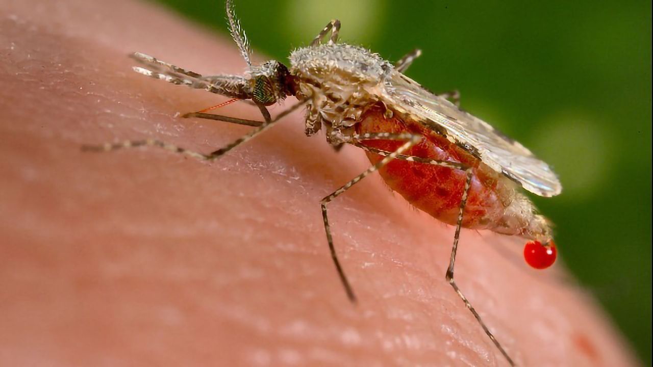 Newly Found Neurotoxin Is Only Harmful to Malaria Mosquitoes