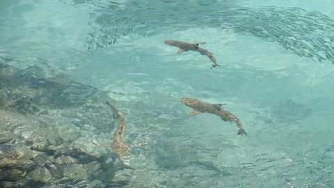 Modern Genetics Solves 25-Year-Old Shark Bite Mystery