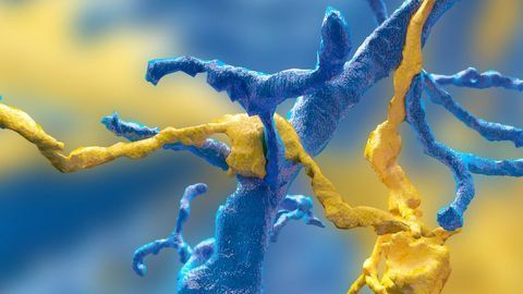 Exercise Boosts Synaptic Connections in Mouse Hippocampus