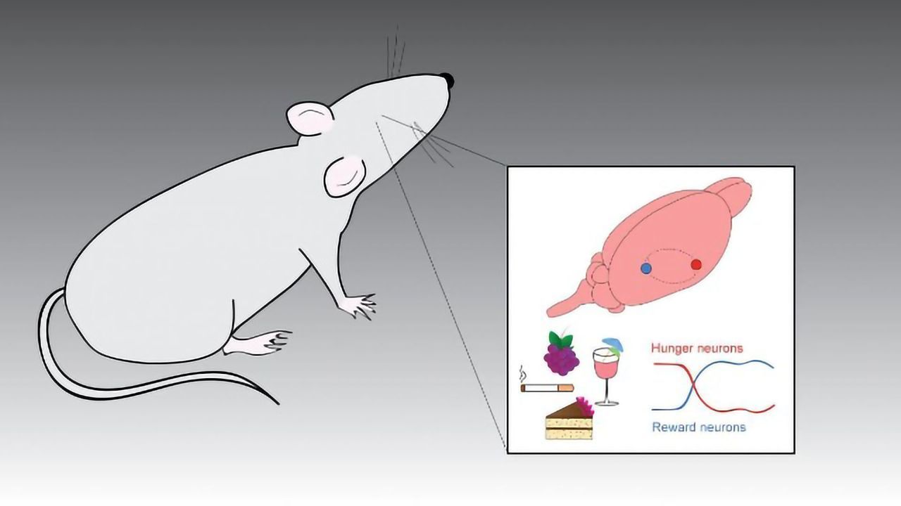How the Brain's Reward System Responds to Food and Drugs