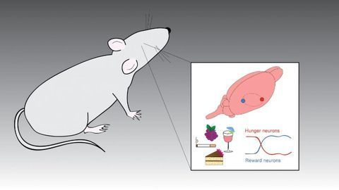 How the Brain's Reward System Responds to Food and Drugs