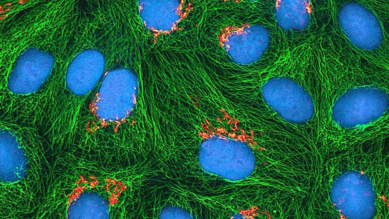 Aseptic Techniques: Cell Culture Basics