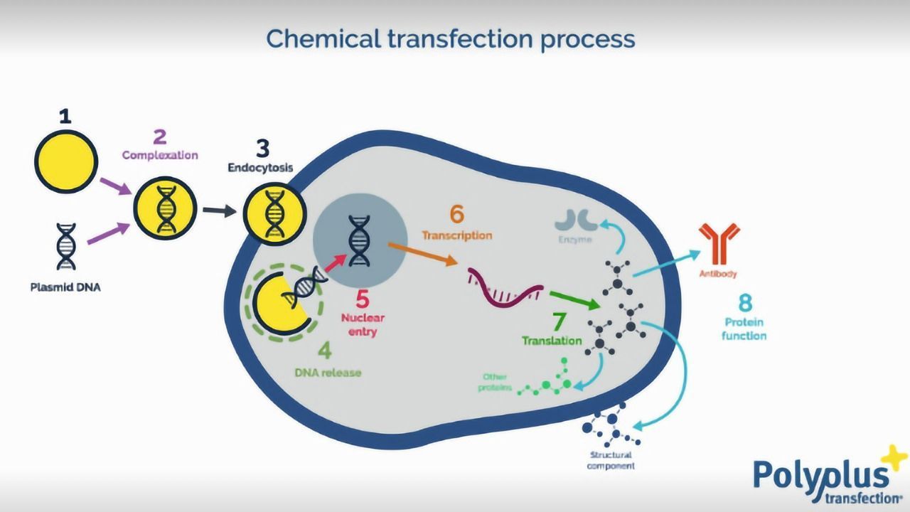 What is transfection?