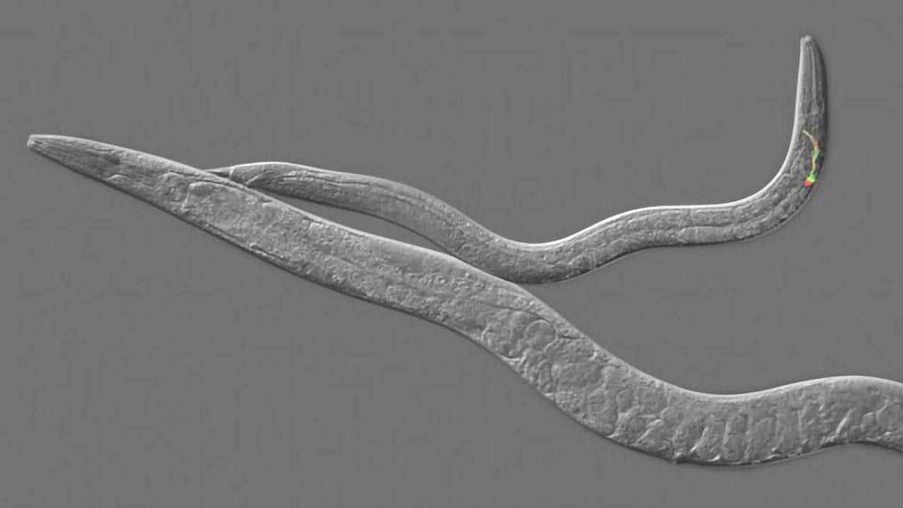 The Missing Link: What Can One Gene Tell Us About Puberty Onset?