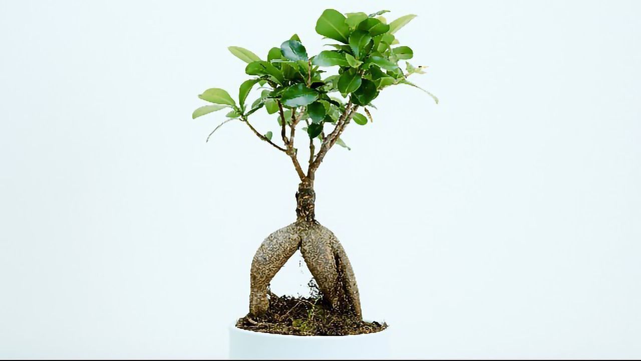 The Case Against Plant Consciousness