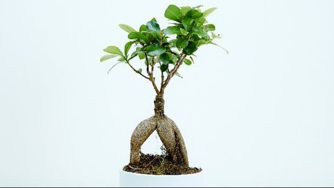 The Case Against Plant Consciousness