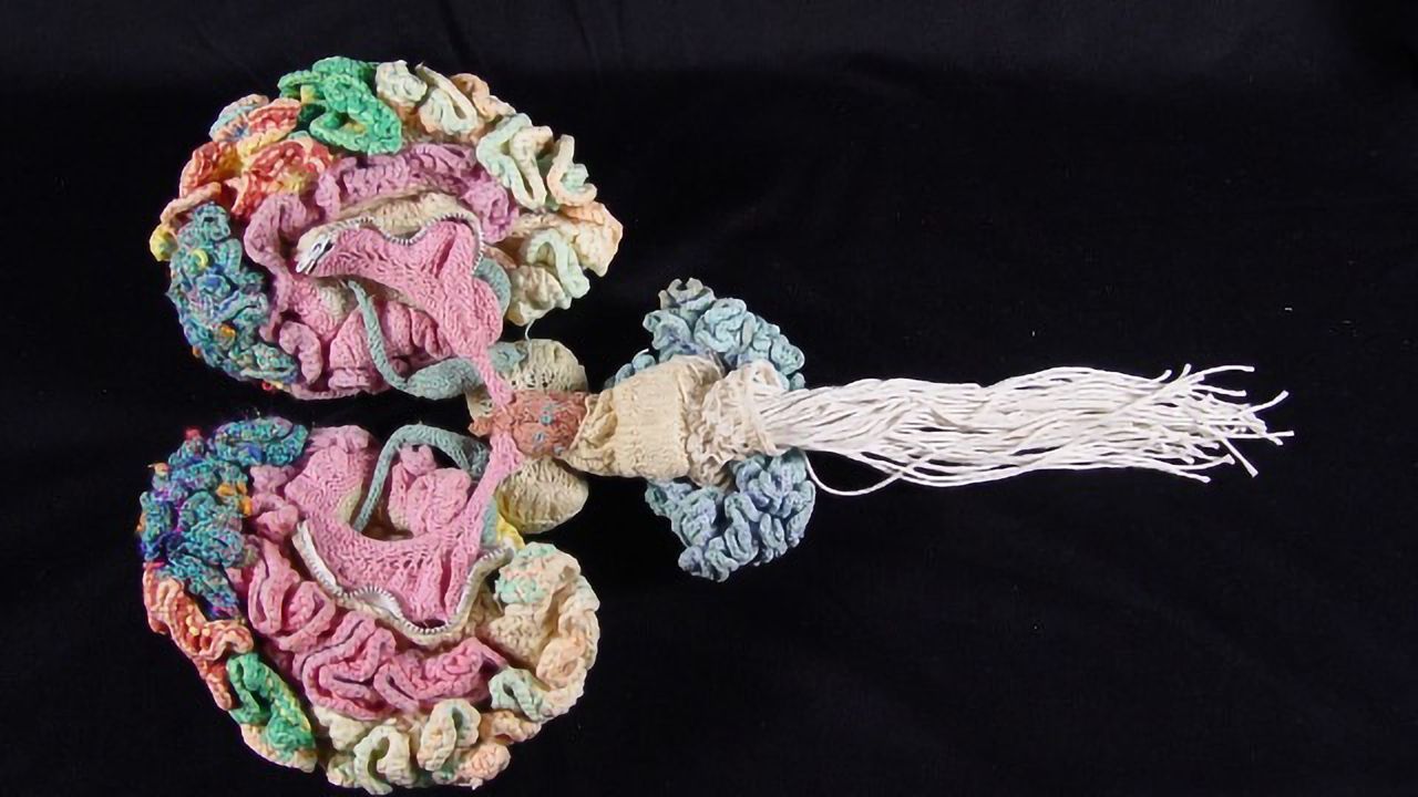 This Amazing Anatomically Accurate Knitted Brain Took a Year to Make