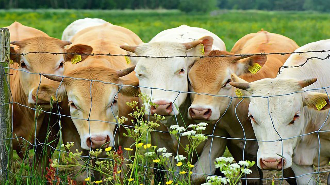 Novel Dairy Cattle Breeding Method Increases Genetic Selection Efficiency