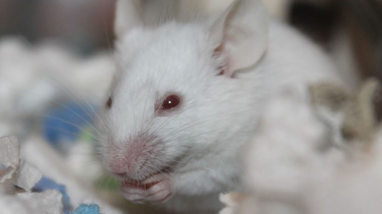 Saving Beethoven: CRISPR Returns Hearing to Deaf Mice