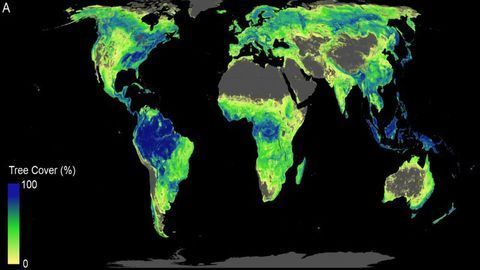 How Trees Can Save the Climate