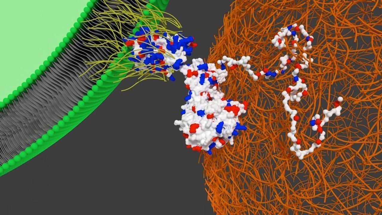 In a World First, Researchers Hijack Bacteria to Guide Stem Cells “Home”