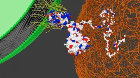 In a World First, Researchers Hijack Bacteria to Guide Stem Cells “Home”