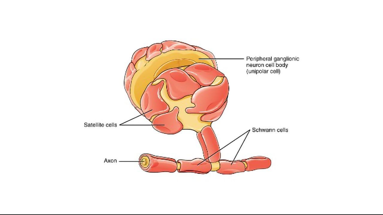 Schwann Cell Discovery Rewrites the Textbook on the Peripheral Nervous System