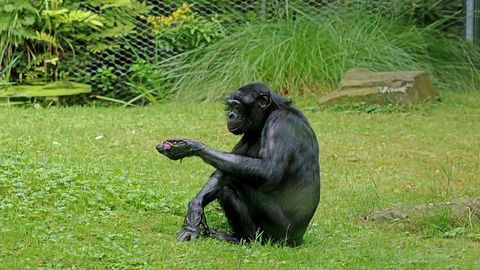 Fishing for Clues: Bonobo Diet of Aquatic Greens Sheds Light on Human Evolution