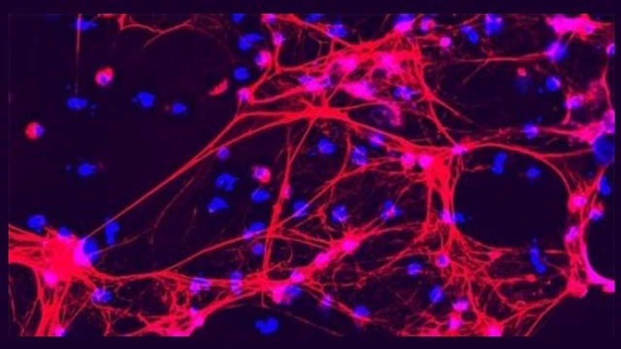 Mechanism Makes Infants More Likely Than Adults to Die From Sepsis