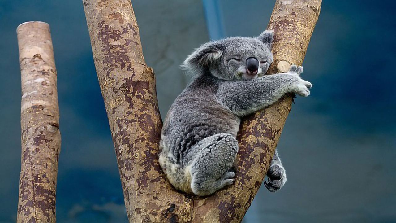 The Koala Code: Secrets of the Koala Genome