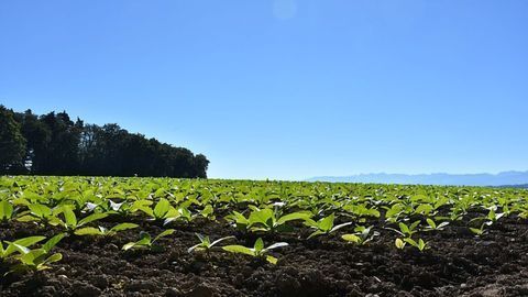 Researchers Use Cigarette Cropland to Grow Medical and Industrial Proteins