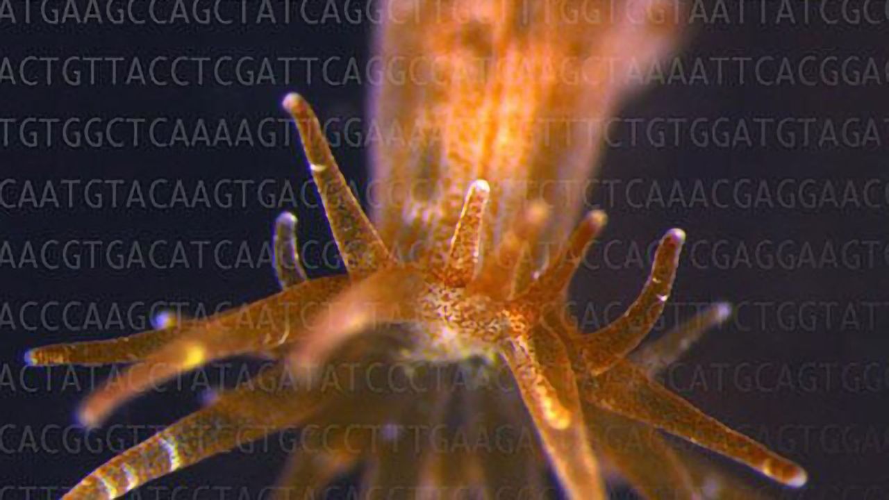 Are These Genes Responsible for Coral Bleaching?