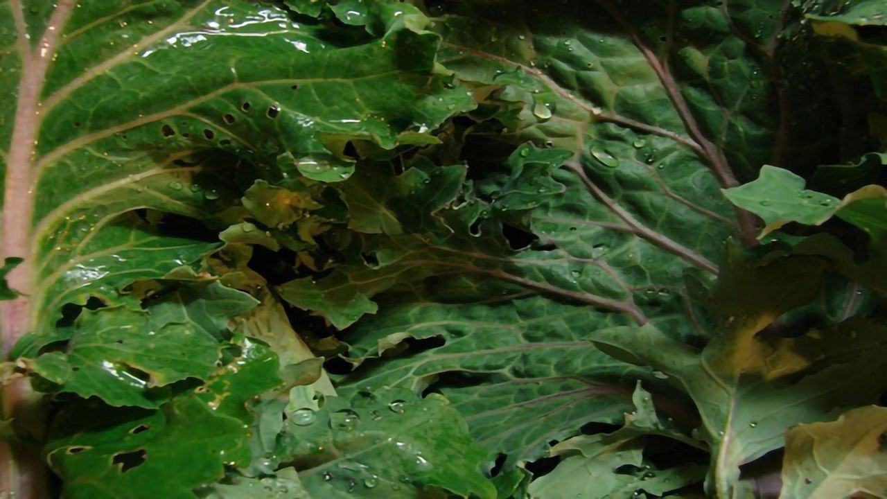 Mapping a Vegetable Family Tree