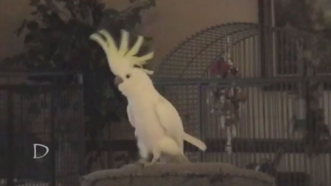 Investigating the Cockatoo With 14 Dance Moves