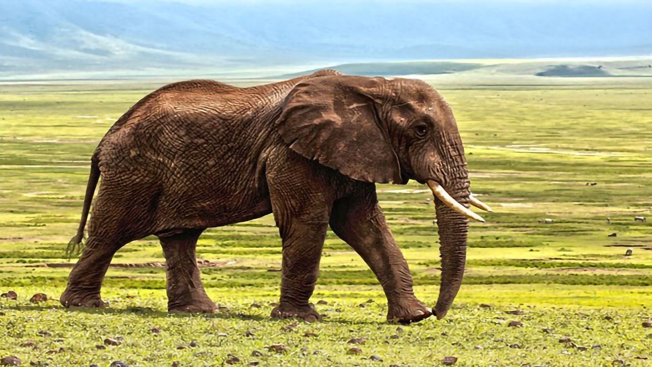 Rate of Telomere Shortening Predicts Species Lifespan