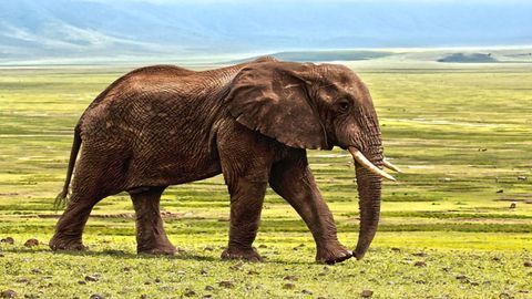 Rate of Telomere Shortening Predicts Species Lifespan
