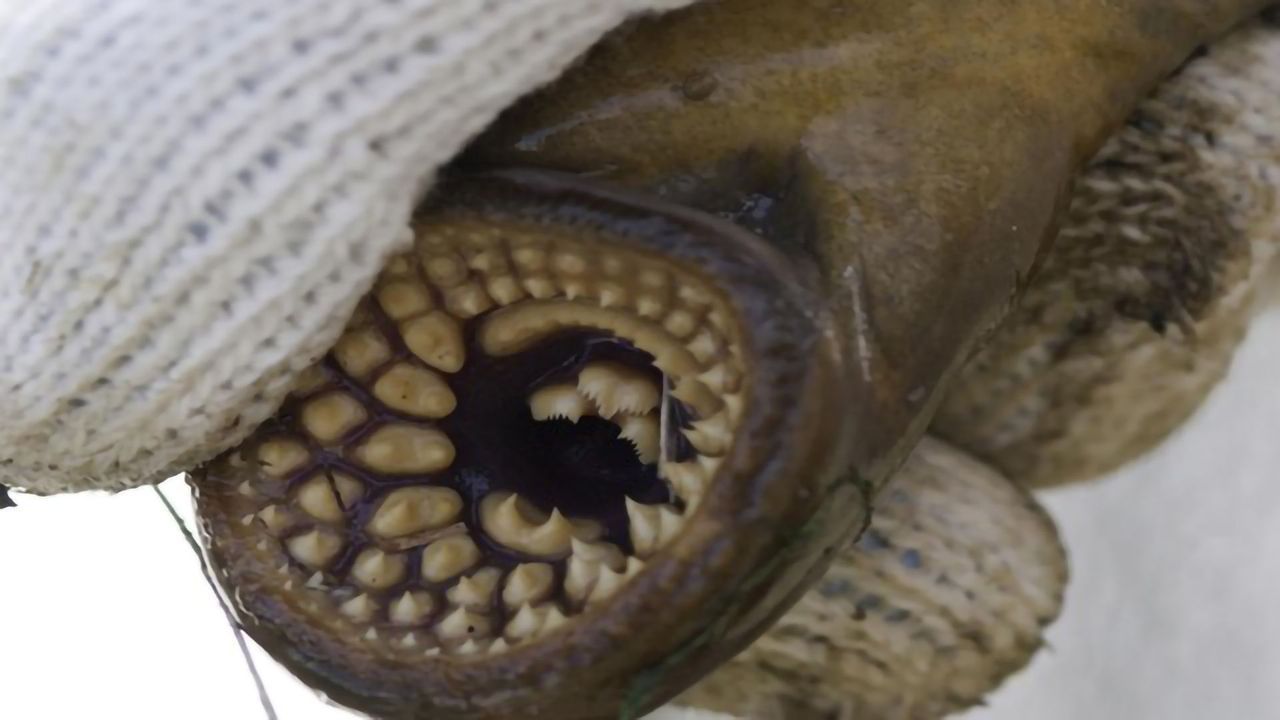 Spermine Smells Like Love...for Sea Lampreys at Least