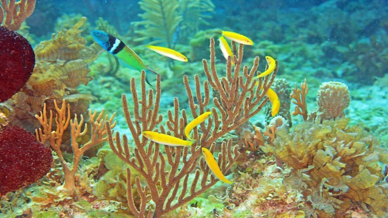 Secrets of Sex Switching Fish Are Revealed