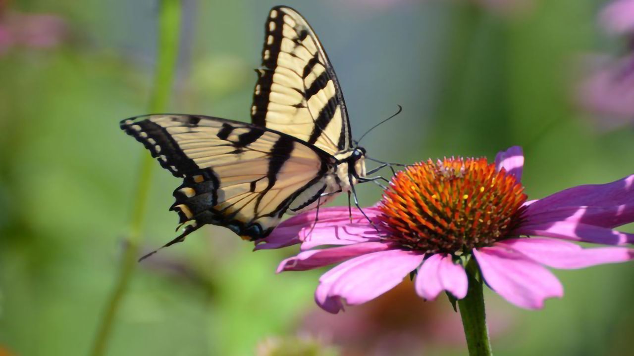 20-Year-Long Study Shows Common Butterfly Species Is on the Decline