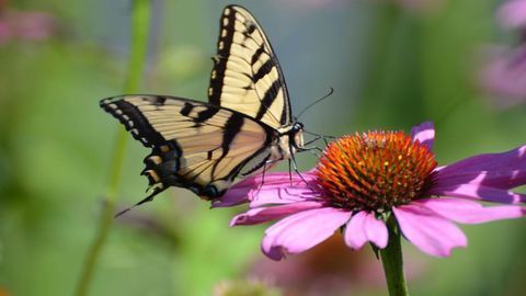 20-Year-Long Study Shows Common Butterfly Species Is on the Decline