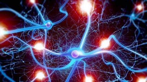 Popular Antidepressant Drug Rewires the Brain, in Mouse Model