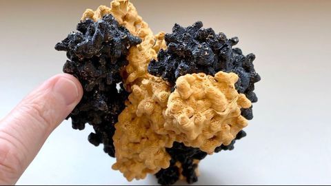 Animal Model to Help Study "Brain on Fire" Disease