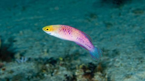 Wakanda Forever! Dazzling New “Vibranium” Fairy Wrasse is Discovered in the Deep Ocean