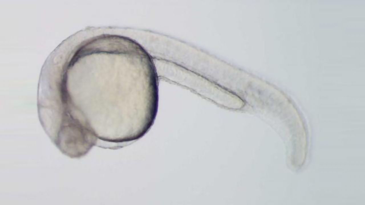 Cancer-linked Genes Silenced by Ancient Epigenetic Changes