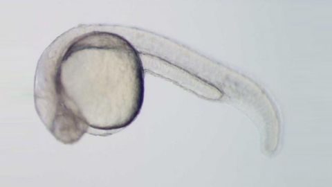 Cancer-linked Genes Silenced by Ancient Epigenetic Changes