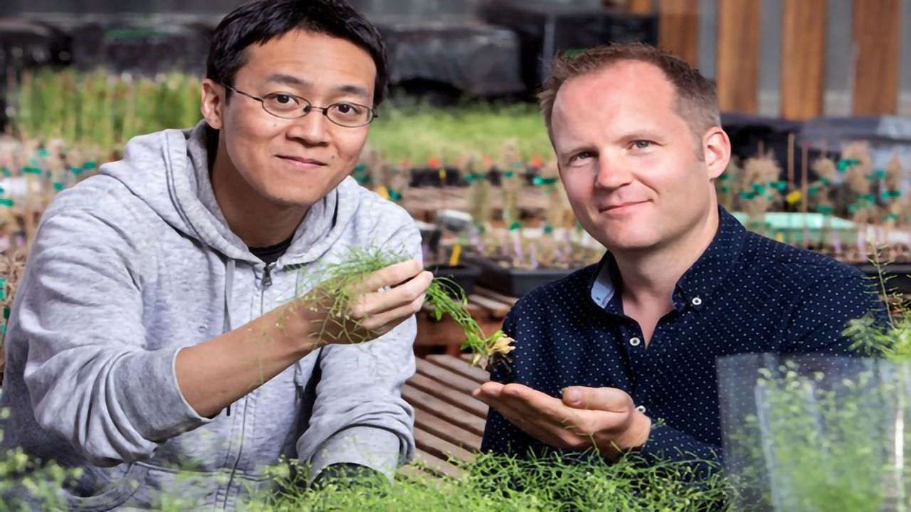 Gene Discovery Aids the Development of Plants to Fight Climate Change