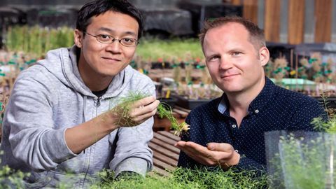Gene Discovery Aids the Development of Plants to Fight Climate Change