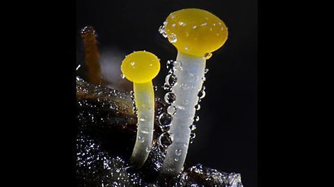 Coprophilous fungi