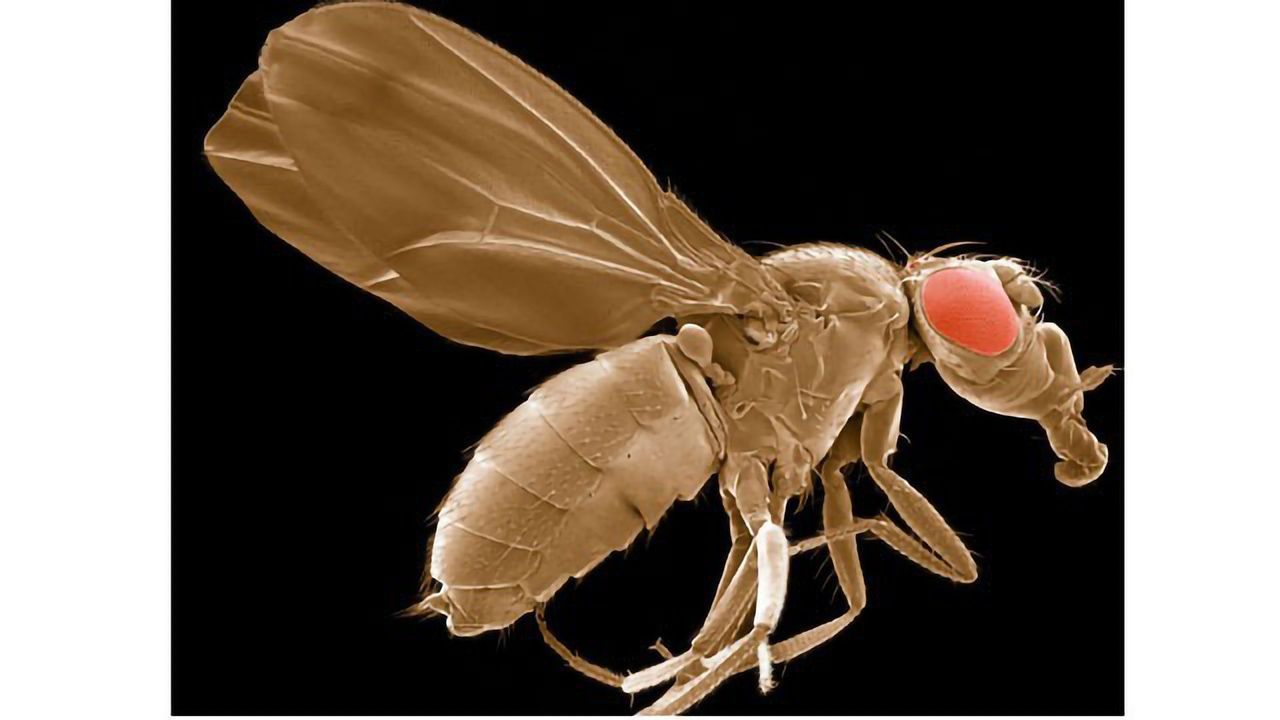 Drosophila - more commonly known as fruit fly.